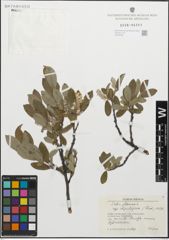 Foto von Salix glauca subsp. stipulifera (Flod. ex Häyrén) Hiitonen